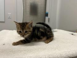 Shelter Stray Female Cat last seen E 55th and Cleveland Ave, KCMO, 64130, 64130, MO, Kansas City, MO 64132