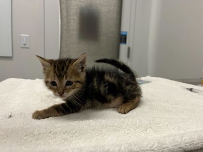 Shelter Stray Female Cat last seen E 55th and Cleveland Ave, KCMO, 64130, 64130, MO, Kansas City, MO 64132
