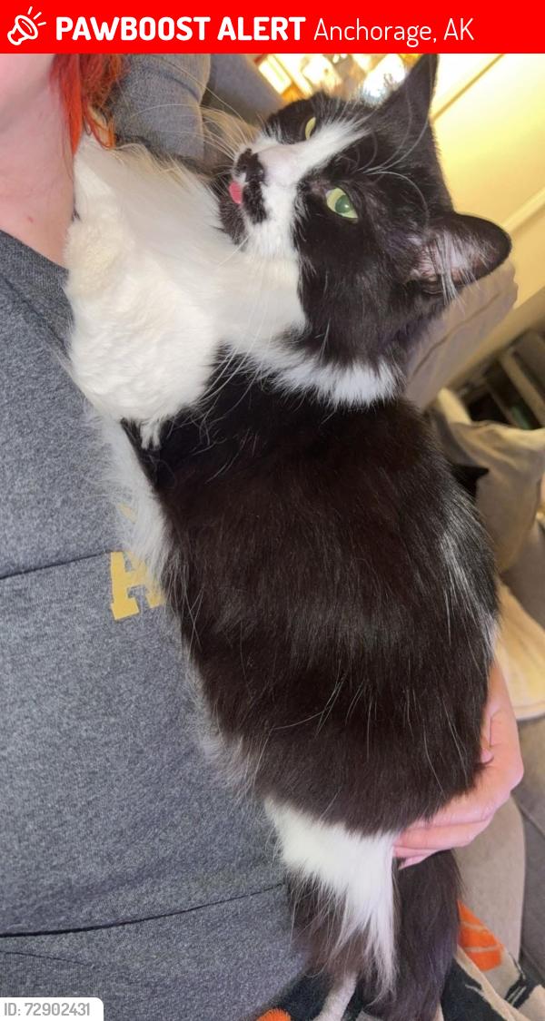 Lost Female Cat last seen On JBER Near Burger King and Rickenbacker Ave, Anchorage, AK 99506