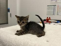Shelter Stray Female Cat last seen E 55th and Cleveland Ave, KCMO, 64130, 64130, MO, Kansas City, MO 64132