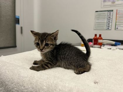 Shelter Stray Female Cat last seen E 55th and Cleveland Ave, KCMO, 64130, 64130, MO, Kansas City, MO 64132