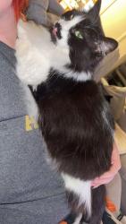 Lost Female Cat last seen On JBER Near Burger King and Rickenbacker Ave, Anchorage, AK 99506