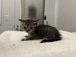 Shelter Stray Female Cat last seen E 55th and Cleveland Ave, KCMO, 64130, 64130, MO, Kansas City, MO 64132
