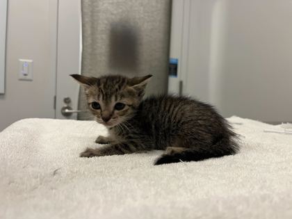 Shelter Stray Female Cat last seen E 55th and Cleveland Ave, KCMO, 64130, 64130, MO, Kansas City, MO 64132