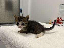 Shelter Stray Male Cat last seen E 55th and Cleveland Ave, KCMO, 64130, 64130, MO, Kansas City, MO 64132