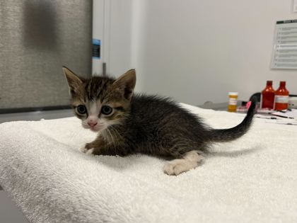 Shelter Stray Male Cat last seen E 55th and Cleveland Ave, KCMO, 64130, 64130, MO, Kansas City, MO 64132