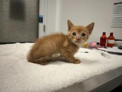 Shelter Stray Male Cat last seen E 55th and Cleveland Ave, KCMO, 64130, 64130, MO, Kansas City, MO 64132