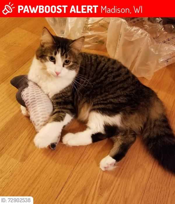 Lost Male Cat last seen Mayhill Dr and Jonquil Rd and Meadowood Dr, Madison, WI 53711