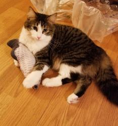 Lost Male Cat last seen Mayhill Dr and Jonquil Rd and Meadowood Dr, Madison, WI 53711