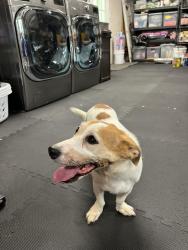 Found/Stray Female Dog last seen Willow hills dr, Huntsville, AL 35803