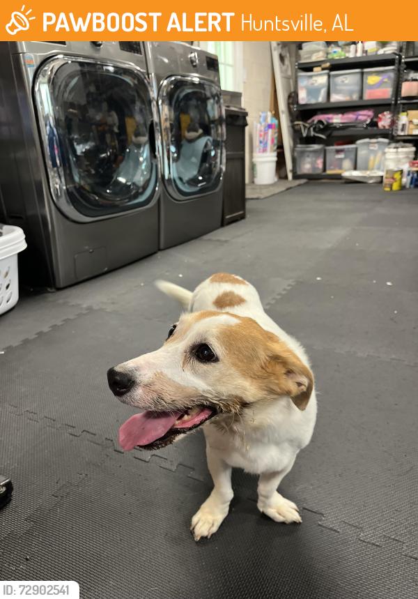 Found/Stray Female Dog last seen Willow hills dr, Huntsville, AL 35803