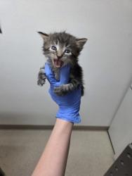 Shelter Stray Female Cat last seen Sacramento, CA 95824, Sacramento, CA 95828