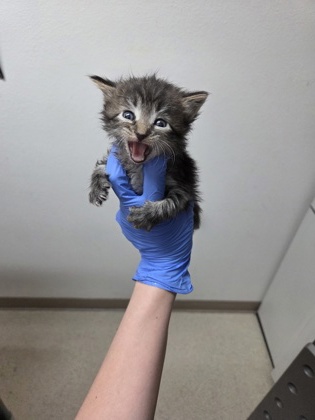 Shelter Stray Female Cat last seen Sacramento, CA 95824, Sacramento, CA 95828