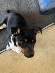 Reunited Male Dog last seen Near cozy creek st, North Las Vegas, NV 89031