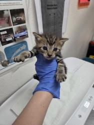 Shelter Stray Male Cat last seen Sacramento, CA 95824, Sacramento, CA 95828