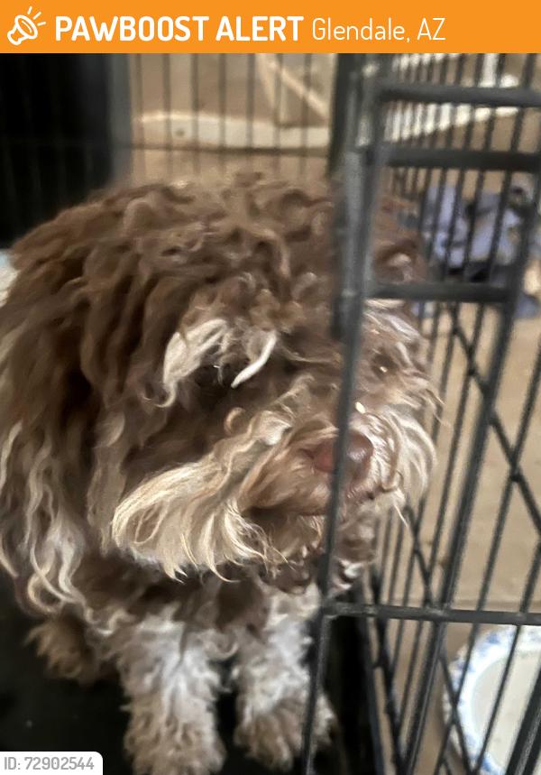 Found/Stray Female Dog last seen 67th ave and Camelback, Glendale, AZ 85301