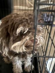 Found/Stray Female Dog last seen 67th ave and Camelback, Glendale, AZ 85301