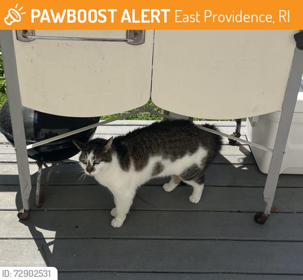 Found/Stray Unknown Cat last seen Bullocks and Channing, East Providence, RI 02915