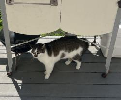 Found/Stray Unknown Cat last seen Bullocks and Channing, East Providence, RI 02915