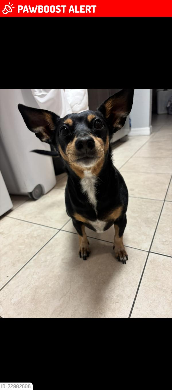 Lost Female Dog last seen Hattaway and Sharon is closest big intersection at firehouse., Altamonte Springs, FL 32701