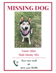 Lost Male Dog last seen Keith harrow/Barkercypress/hw6, Houston, TX 77084