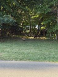 Found/Stray Unknown Dog last seen Near black (looks to be a pit mix) 1 brown dog , Archdale, NC 27263