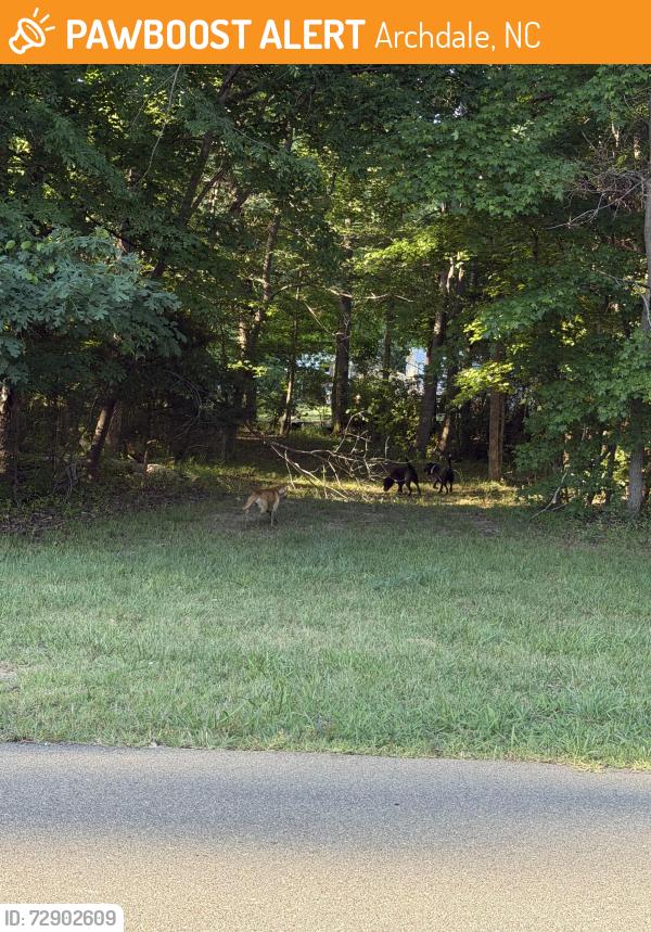 Found/Stray Unknown Dog last seen Near black (looks to be a pit mix) 1 brown dog , Archdale, NC 27263