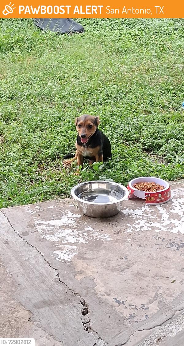 Found/Stray Female Dog last seen Horal, San Antonio, TX 78227