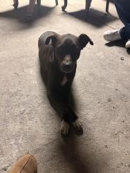 Lost Female Dog last seen Littlejohn, Vaughn, Fort Worth, TX 76105