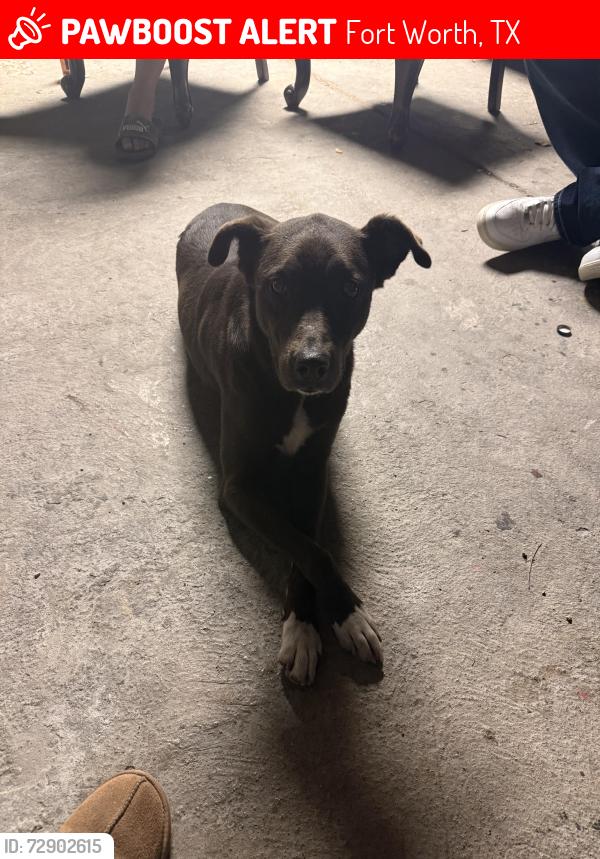 Lost Female Dog last seen Littlejohn, Vaughn, Fort Worth, TX 76105