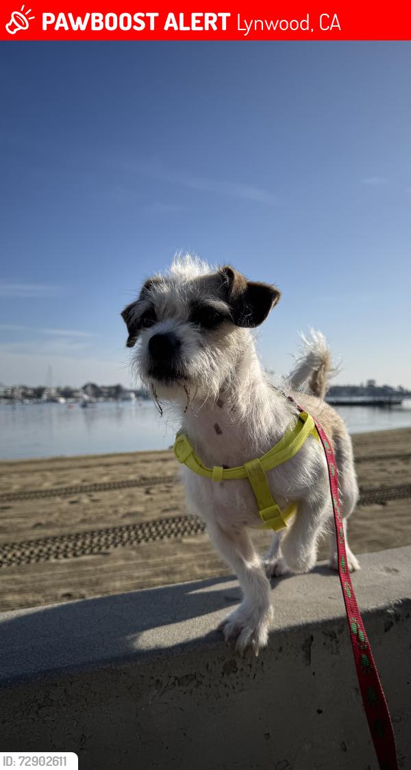 Lost Female Dog last seen Osgood avenue and Martin Luther King, Lynwood, CA 90262