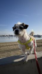 Lost Female Dog last seen Osgood avenue and Martin Luther King, Lynwood, CA 90262