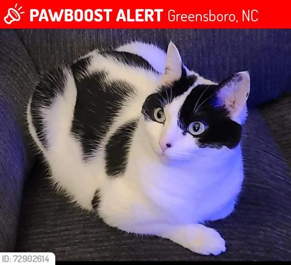 Lost Female Cat last seen Cardional Wood, Greensboro, NC 27410