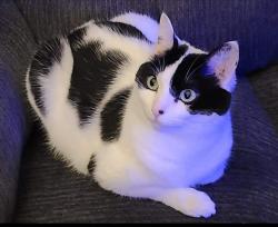 Lost Female Cat last seen Cardional Wood, Greensboro, NC 27410
