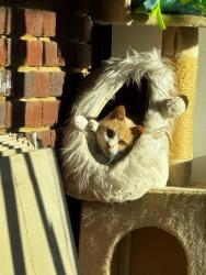 Lost Male Cat last seen Edgewood baptist church & cemetery , Blount County, AL 35097