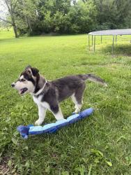 Found/Stray Male Dog last seen By the roundabout near dd, Warrensburg, MO 64093