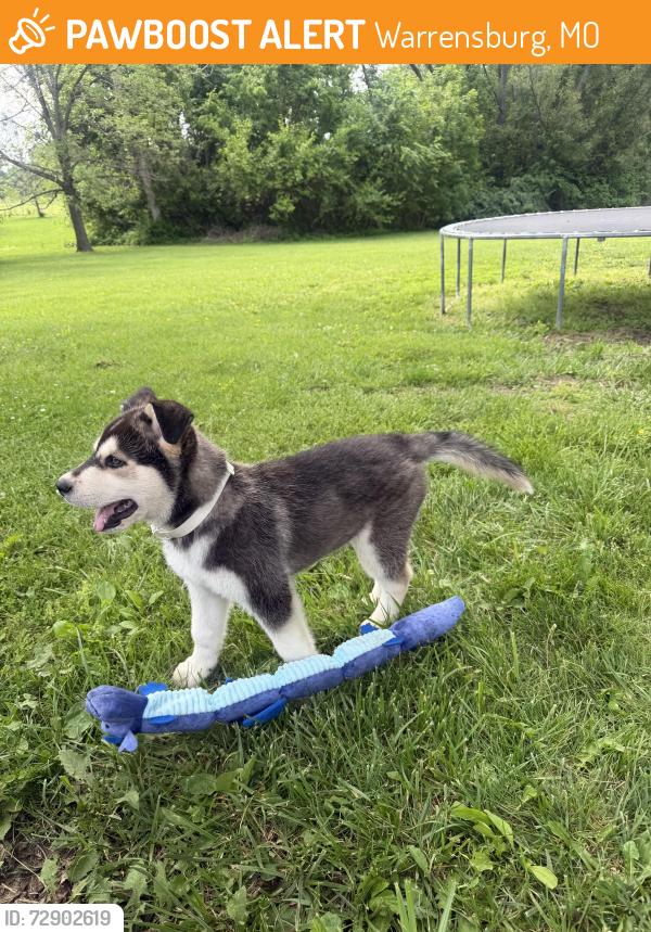 Found/Stray Male Dog last seen By the roundabout near dd, Warrensburg, MO 64093