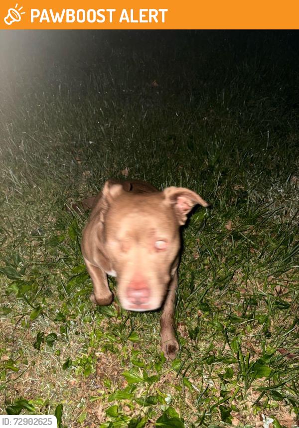 Found/Stray Unknown Dog last seen By the Golf course on St. RT 222 New Richmond, OH, Clermont County, OH 45157