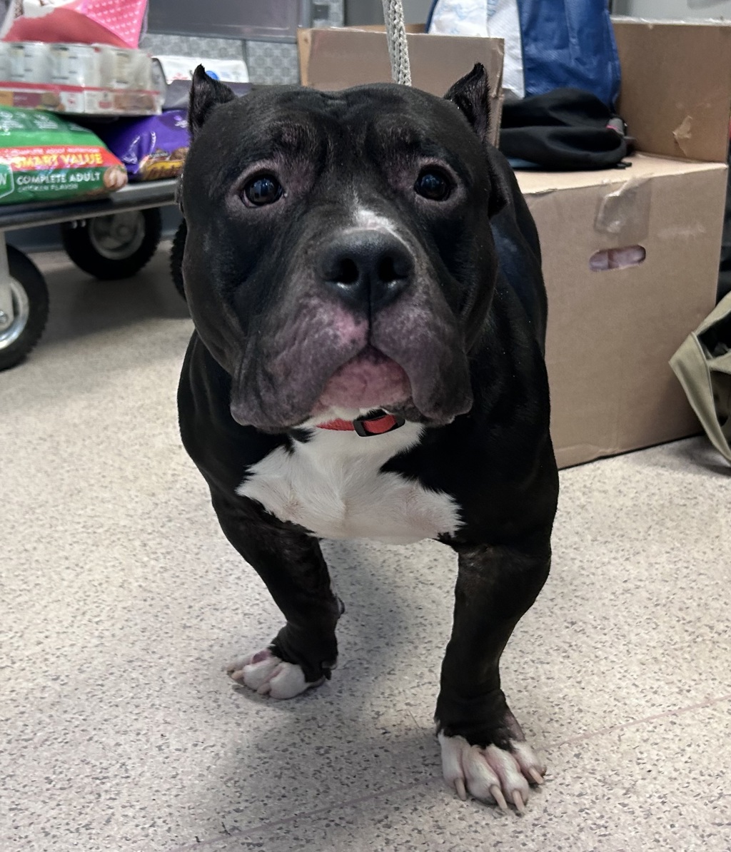 Shelter Stray Male Dog last seen 106th Street, NEW YORK, NY, 10025, New York, NY 10029