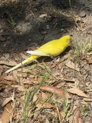 Found/Stray Unknown Bird last seen Plum creek gold course , fairway landings apmt , Kyle, TX 78640