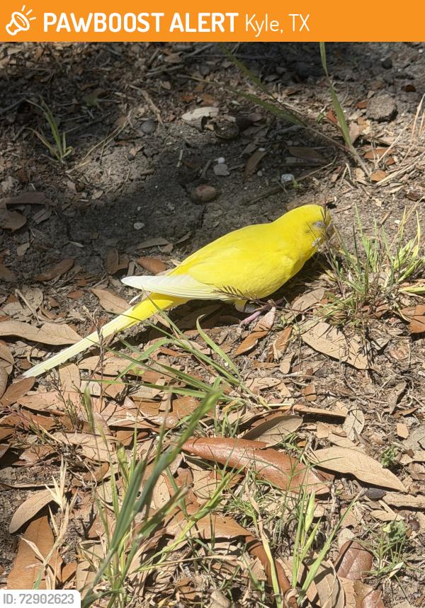 Found/Stray Unknown Bird last seen Plum creek gold course , fairway landings apmt , Kyle, TX 78640