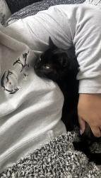 Reunited Male Cat last seen Near e 33rd st, Tulsa, OK 74145
