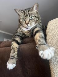Reunited Female Cat last seen Lotz drive, Yorktown, VA 23692
