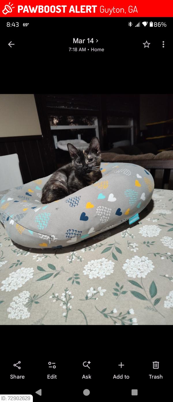 Lost Female Cat last seen Sandhill Road , Guyton, GA 31312