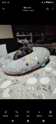 Lost Female Cat last seen Sandhill Road , Guyton, GA 31312