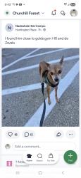 Found/Stray Male Dog last seen Los Angeles tortilleria, San Antonio, TX 78207