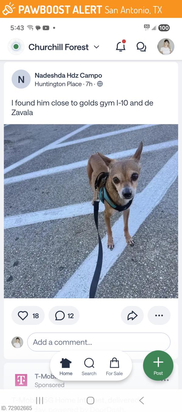 Found/Stray Male Dog last seen Los Angeles tortilleria, San Antonio, TX 78207
