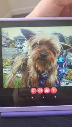 Lost Female Dog last seen Hawthorne and Butte, Pacific, WA 98047