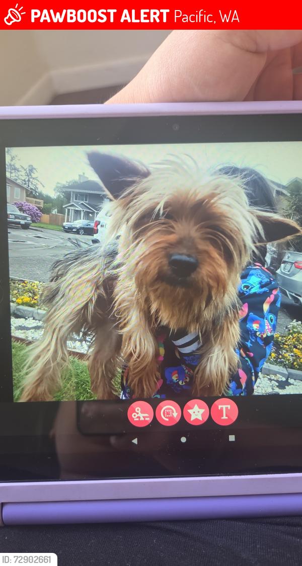 Lost Female Dog last seen Hawthorne and Butte, Pacific, WA 98047