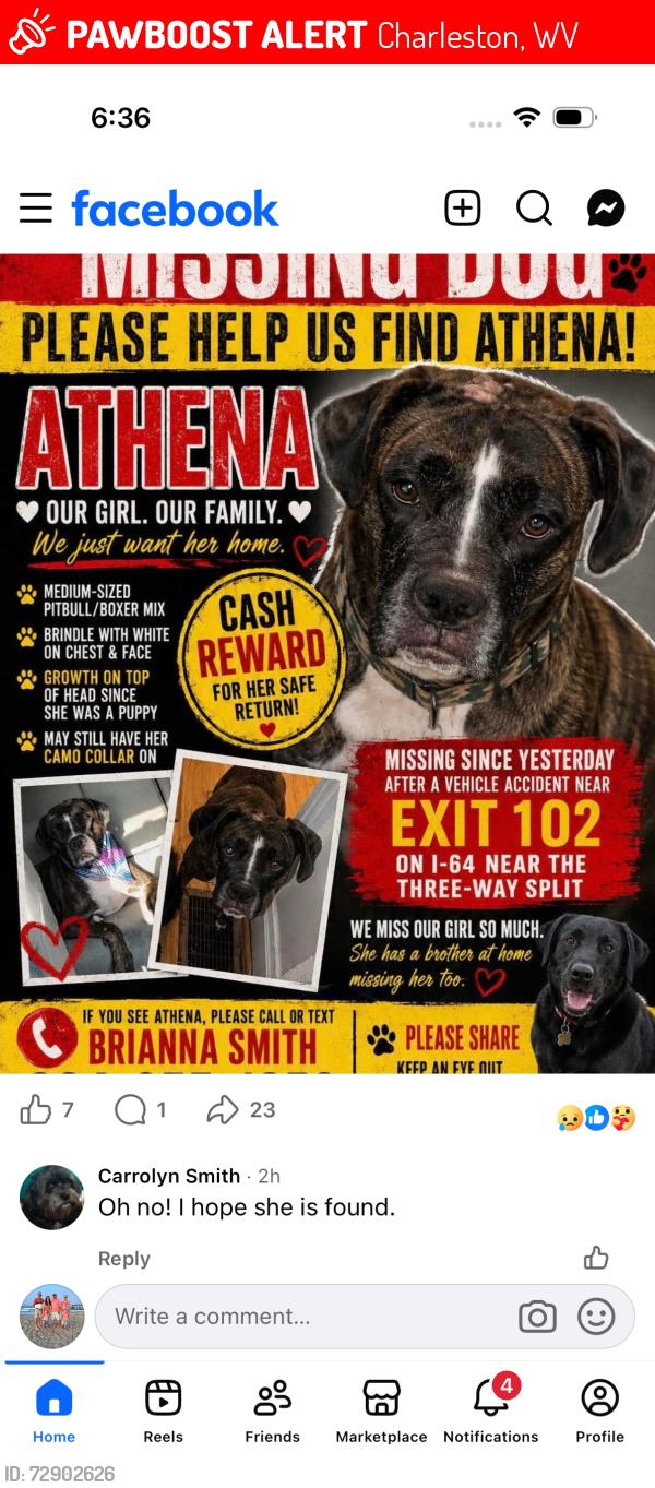 Lost Female Dog last seen I-64 Near the 3-Way Split, Charleston, WV 25305